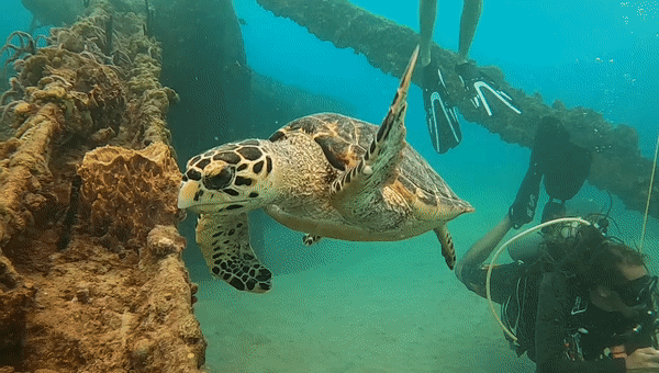 Turtle